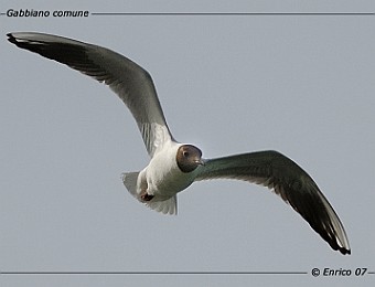 Animali 097